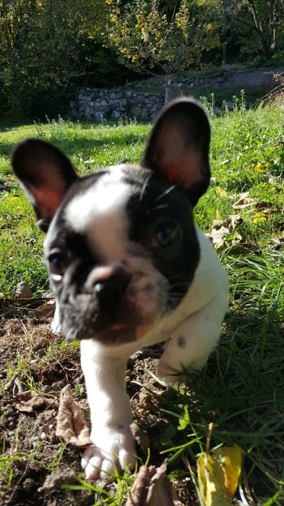 De La Vallee De Cierp - Bouledogue français - Portée née le 19/09/2018